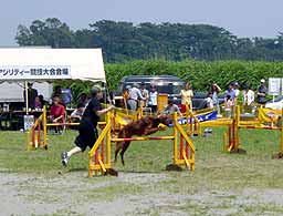 アジリティー大会