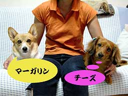 ランクの留守番1