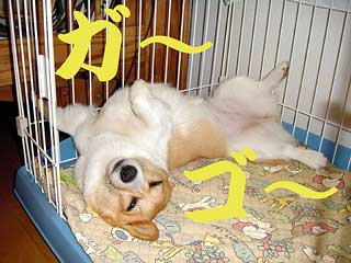 ランクの留守番10