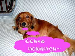 ランクの留守番2