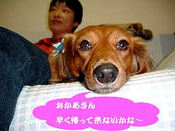 ランクの留守番4