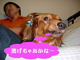 ランクの留守番5
