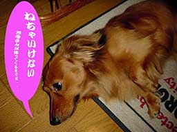 ランクの留守番7