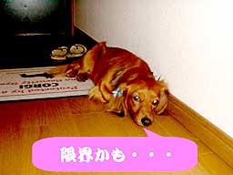 ランクの留守番8