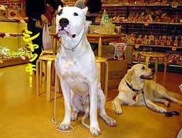 2002 DOG GOODS FAIR 12