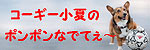 コーギー小夏のポンポンなでてぇ〜
