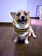 Qooちゃん