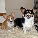 �V�����e�B�[�����ƃA���W�F�����