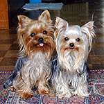 �A�g�����񁕃g�[�C�����