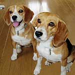 ���������̂��݂����