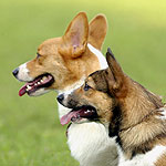 �`���R����ƈ������