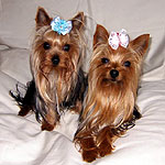 coco�����luah����