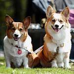 �����g�����ƃ��F�K�����