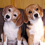 �i�c����񁕃��������