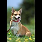 �l�X�^�����