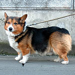 �̂т�����@���̓�