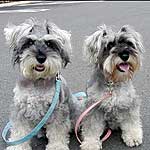 ��au��nes�����