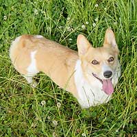 �ł����Ă������́E�E�E