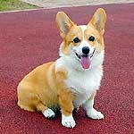 �X�e�t�@�j�[�����