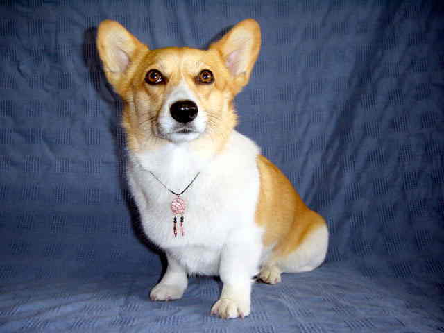 �M�����b�v�`���[�J�[(�����O)