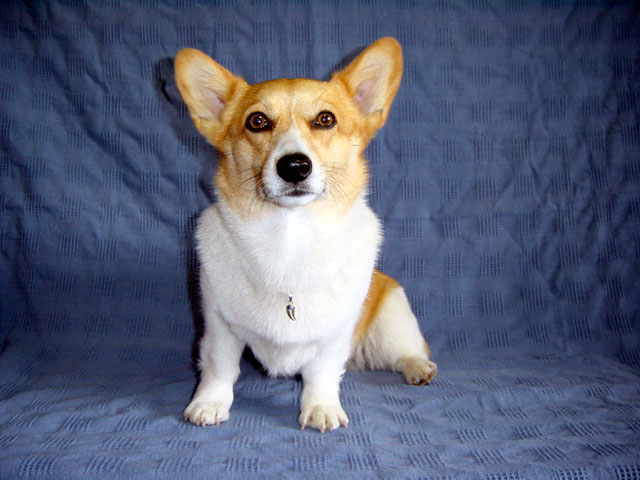 Gallup �y���_���g�w�b�h