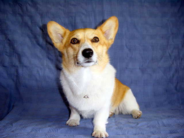 Gallup �y���_���g�w�b�h