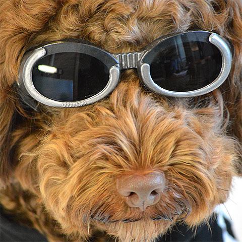 犬用ゴーグル Doggles ILS