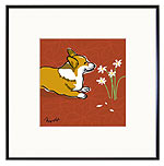 Corgi & Daisies