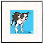 Boston Terrier