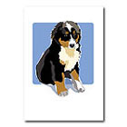 Bernese Mt. Dog