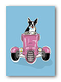 Boston Terrier & Car