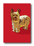 Yorkshire Terrier