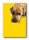 Yellow Lab