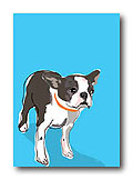 Boston Terrier