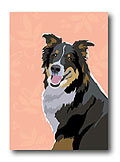 Australian Shepherd