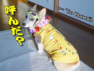 たまにはババンと!・・・ネッ♪