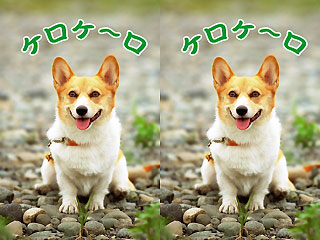 柴犬だったり カエルだったり 忙しいケロ!
