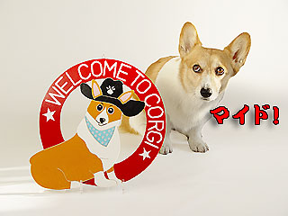 招きコーギー